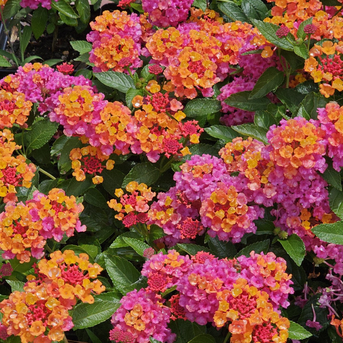 Passion Fruit Lantana