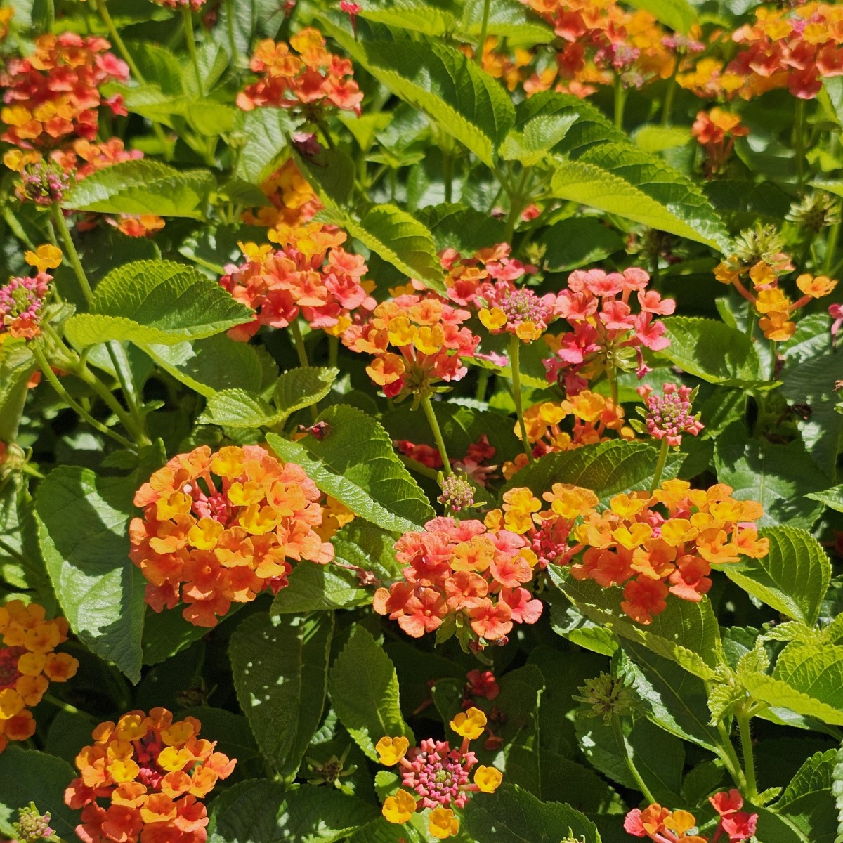 Shamrock™ Orange Flame Lantana
