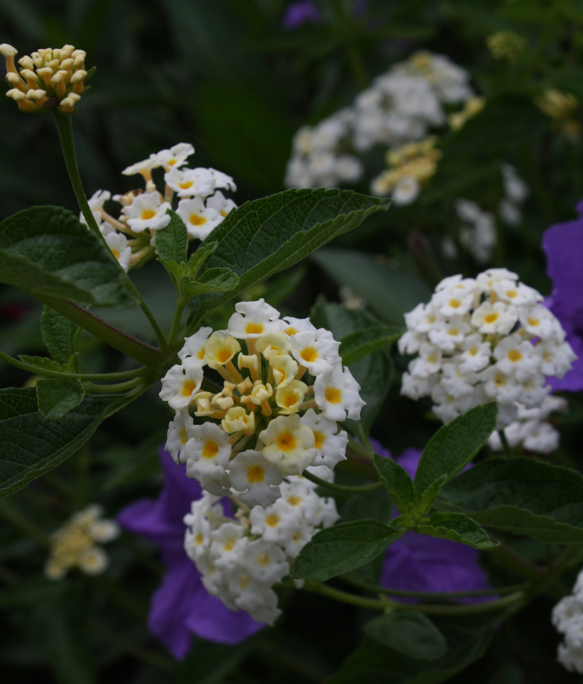 Silver Mound Lantana