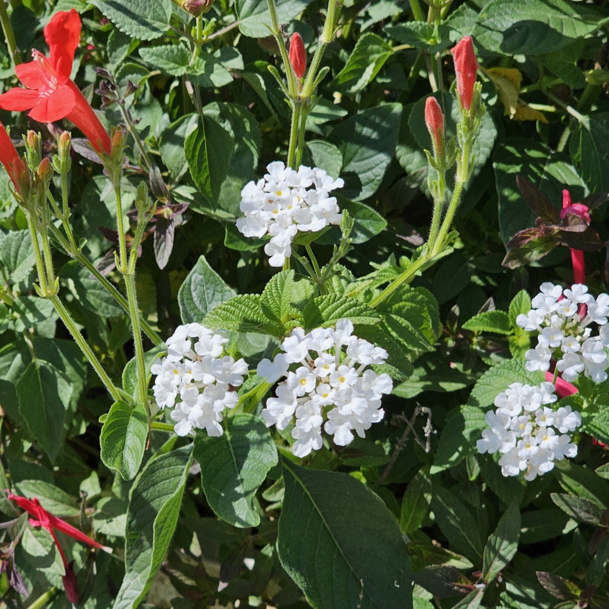 White Trailing Lantana, Weeping Lantana