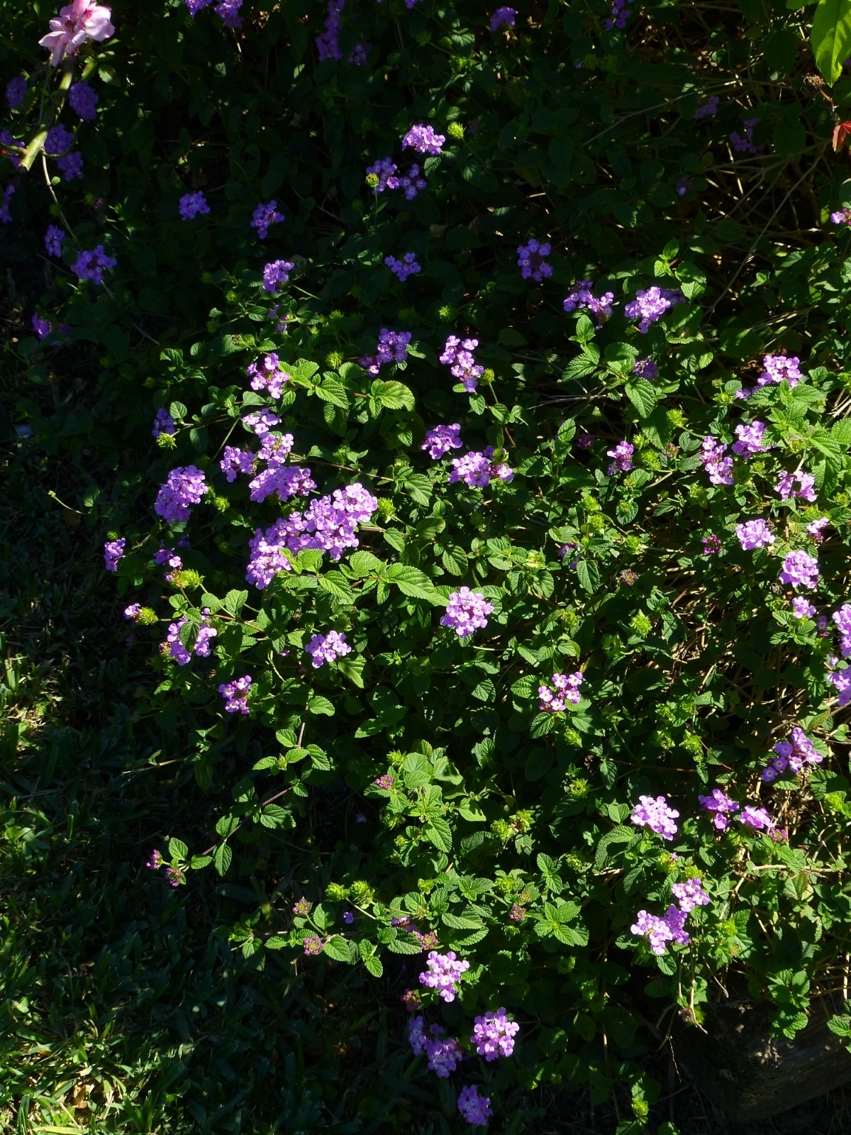 Purple Trailing Lantana, Weeping Lantana