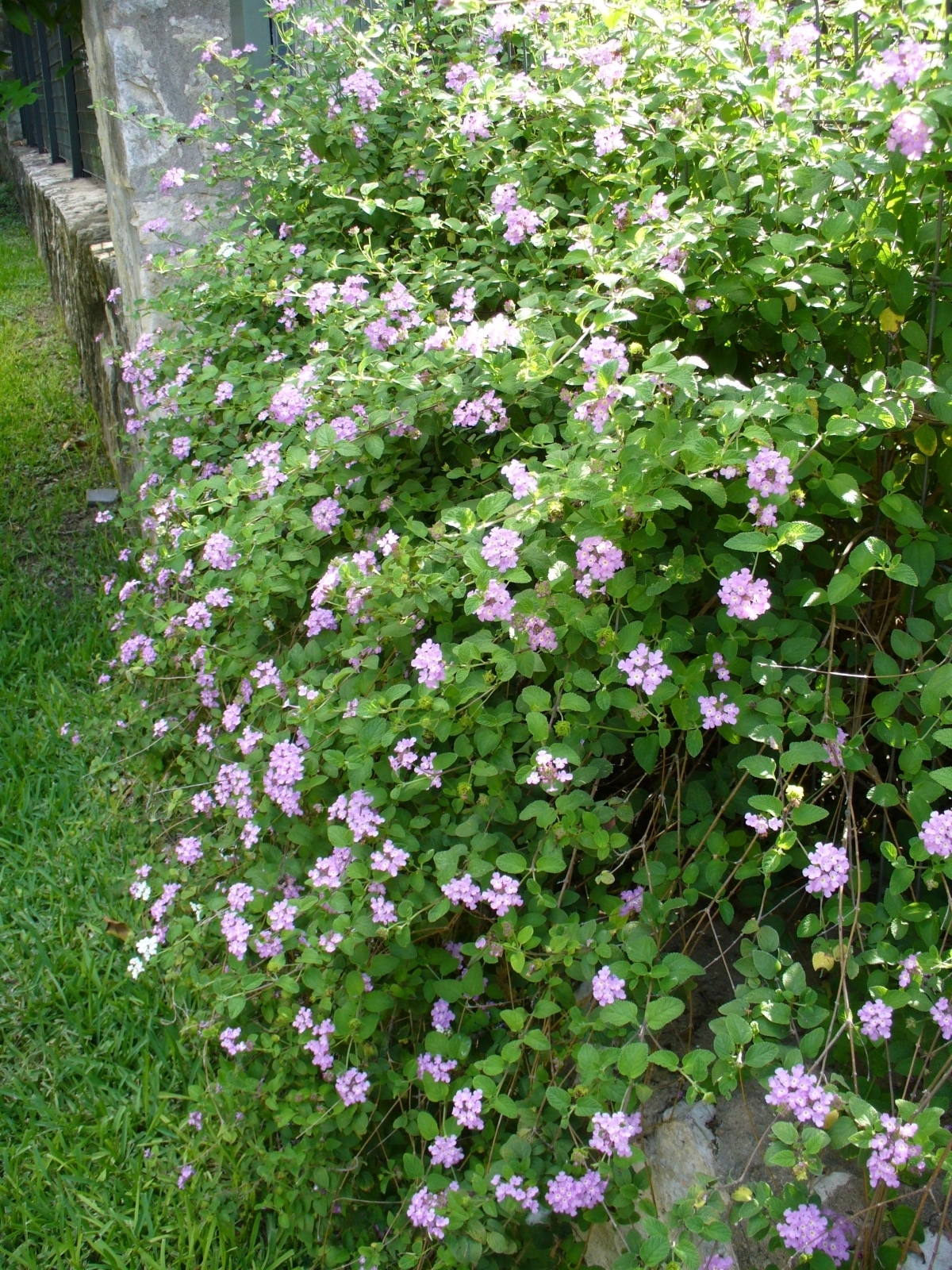 Purple Trailing Lantana, Weeping Lantana