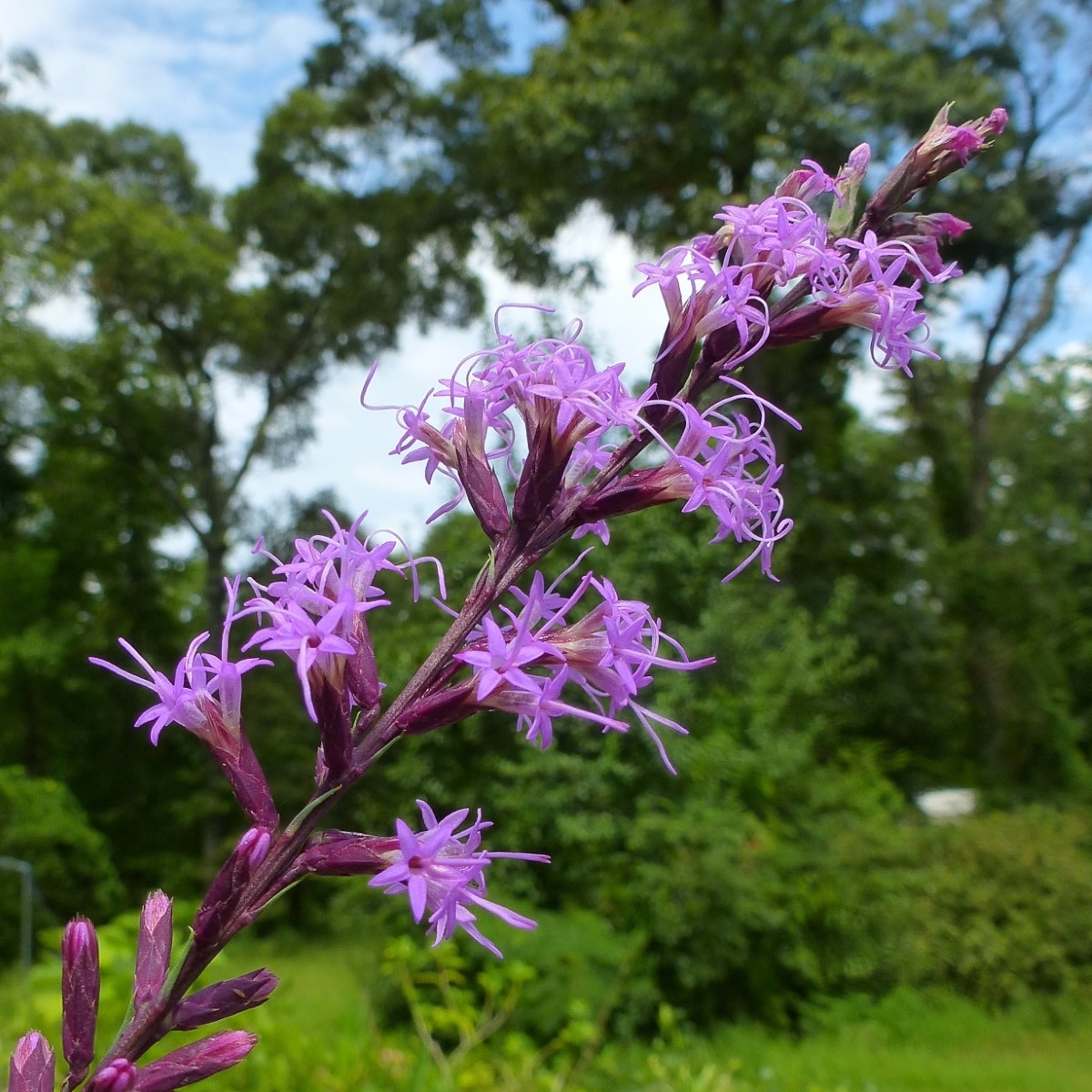 Sharp Blazing Star, Slender Blazing Star, Gayfeather, Liatris - 1-2'H  Perennials - Almost Eden