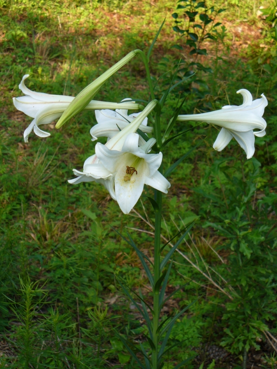 Formosa Lily, Phillipine Lily, Taiwan Mountain Lily