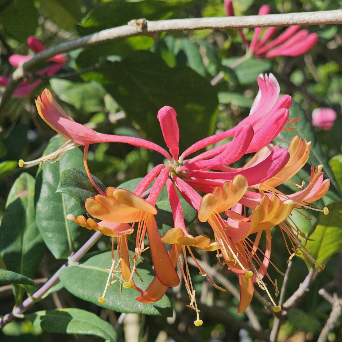 Gold Flame Honeysuckle