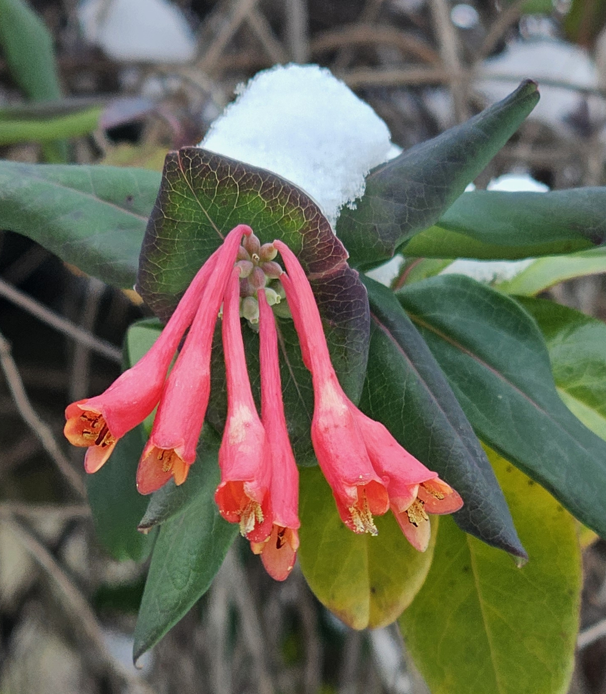 Dan's Everblooming Coral Honeysuckle, Trumpet Honeysuckle, Woodbine