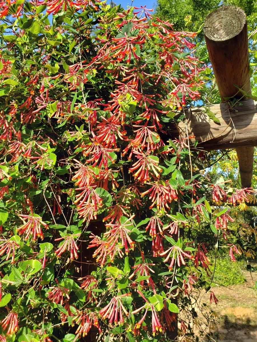 Louisiana Red Coral Honeysuckle, Trumpet Honeysuckle, Woodbine