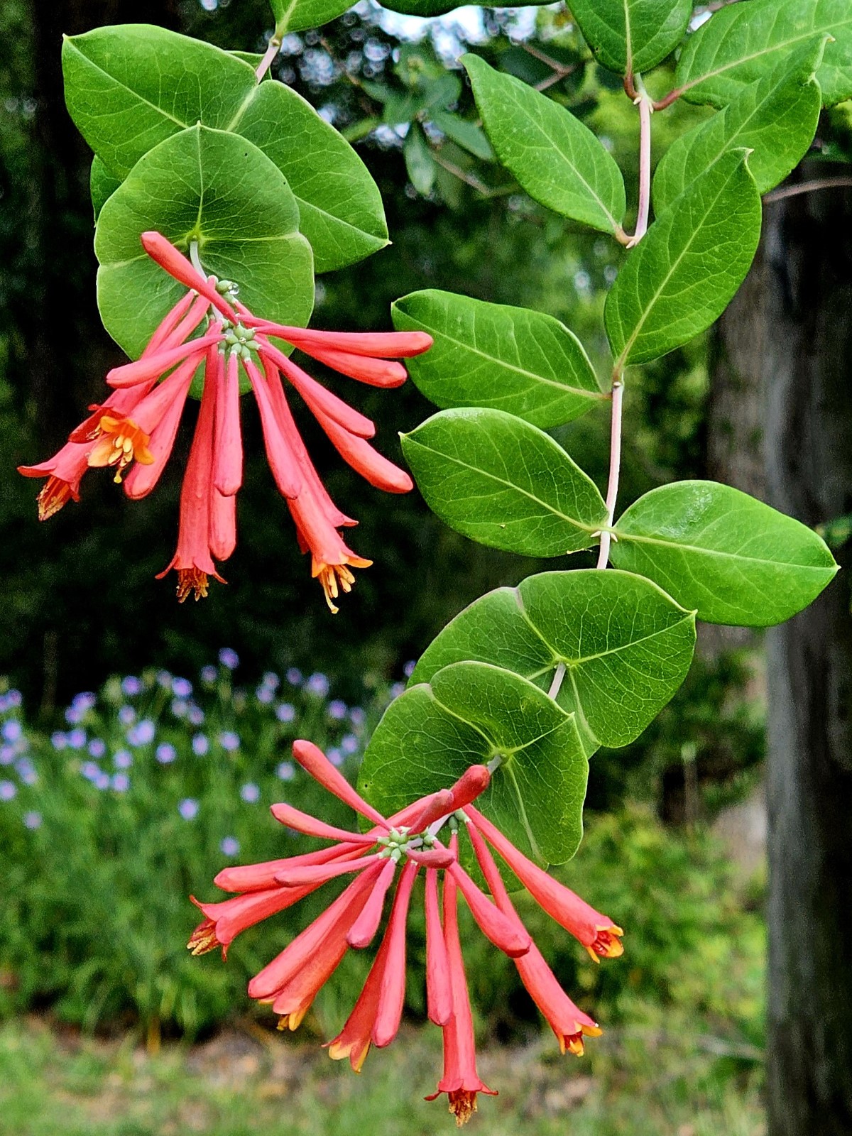 Louisiana Red Coral Honeysuckle, Trumpet Honeysuckle, Woodbine