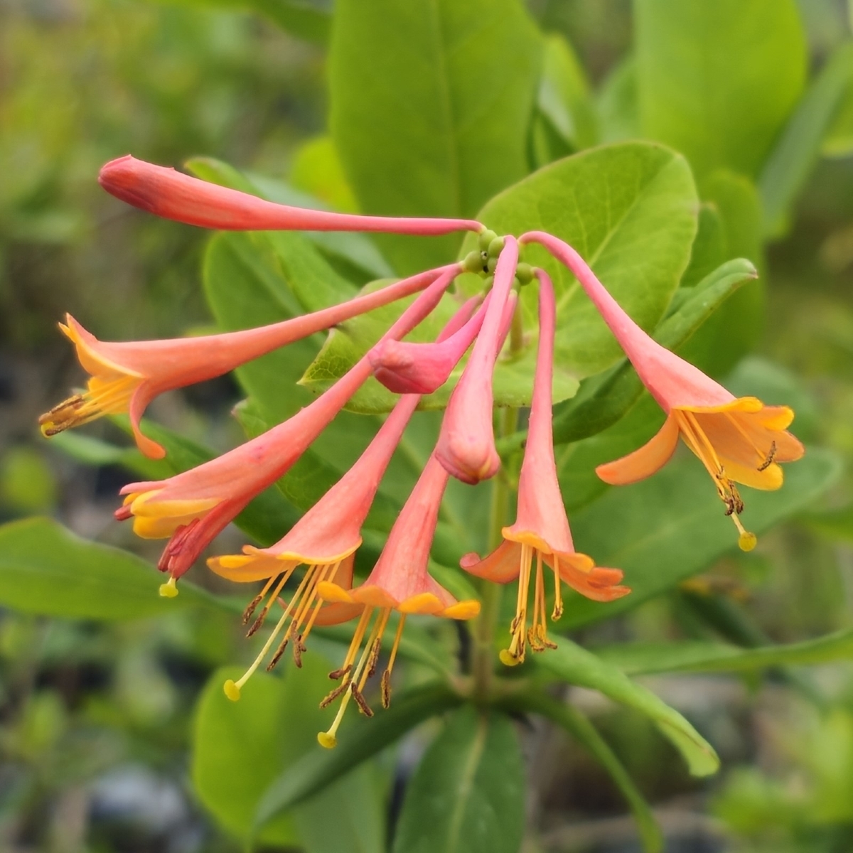 Magnifica Coral Honeysuckle, Trumpet Honeysuckle, Woodbine