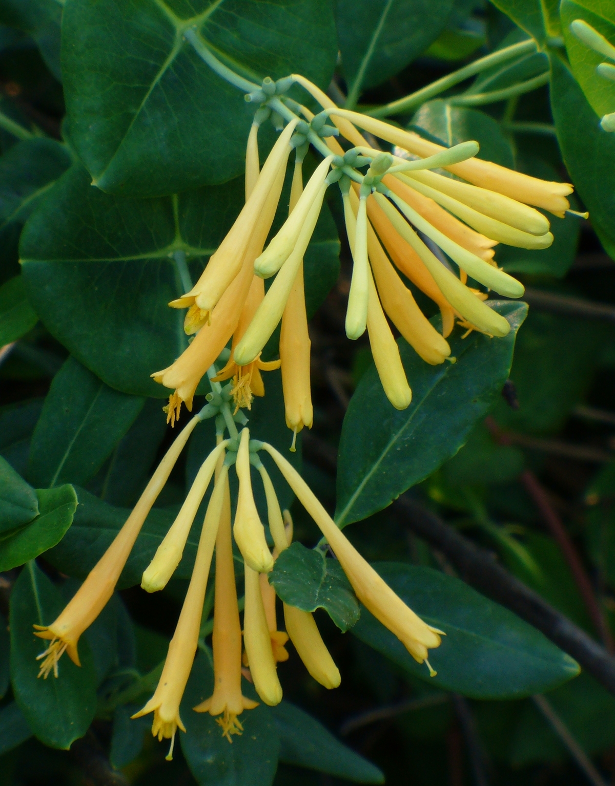 Sulphurea Coral Honeysuckle, Trumpet Honeysuckle, Woodbine - Heirloom  Plants - Almost Eden