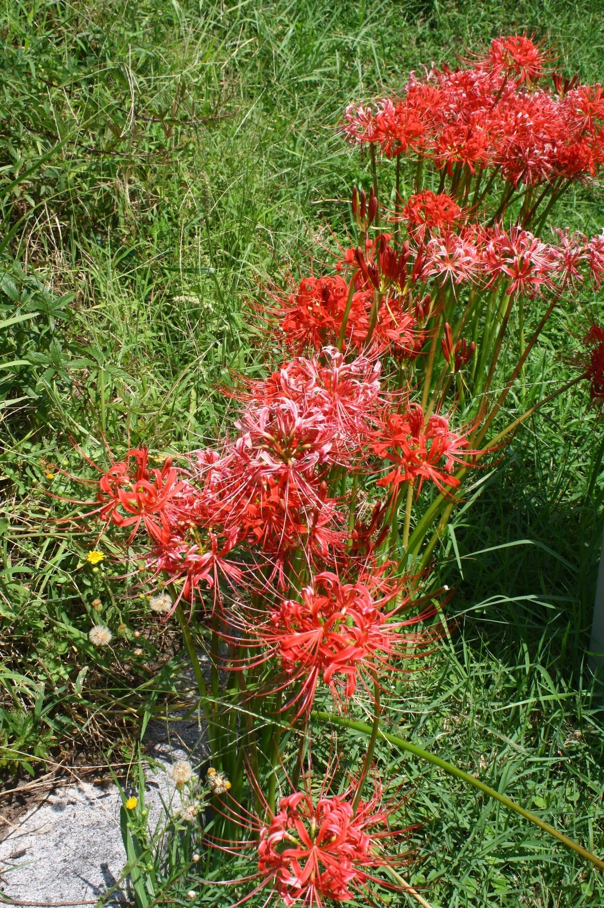 Red Spider Lily, Hurricane Lily, Naked Lily, Surprise Lily, Red Lycoris, Naked Ladies, Equinox Flower