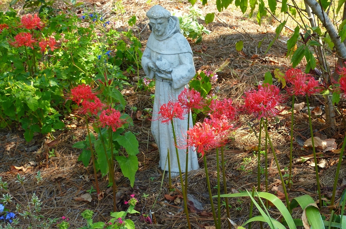 Red Spider Lily, Hurricane Lily, Naked Lily, Surprise Lily, Red Lycoris, Naked Ladies, Equinox Flower