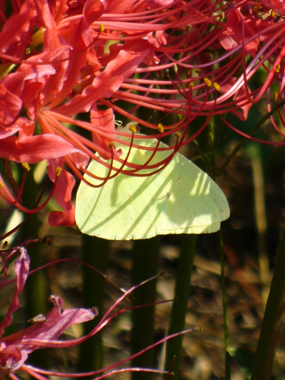 Red Spider Lily, Hurricane Lily, Naked Lily, Surprise Lily, Red Lycoris, Naked Ladies, Equinox Flower