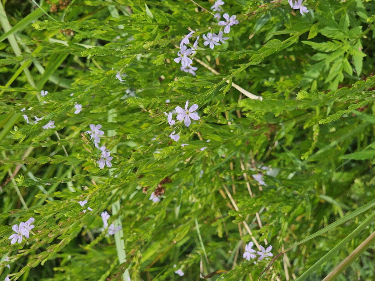 Winged Lythrum, Winged Loosestrife