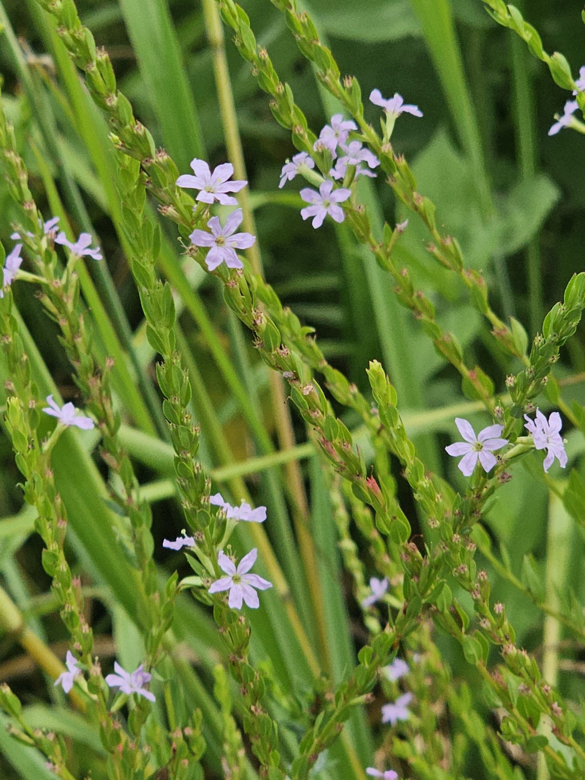 Winged Lythrum, Winged Loosestrife