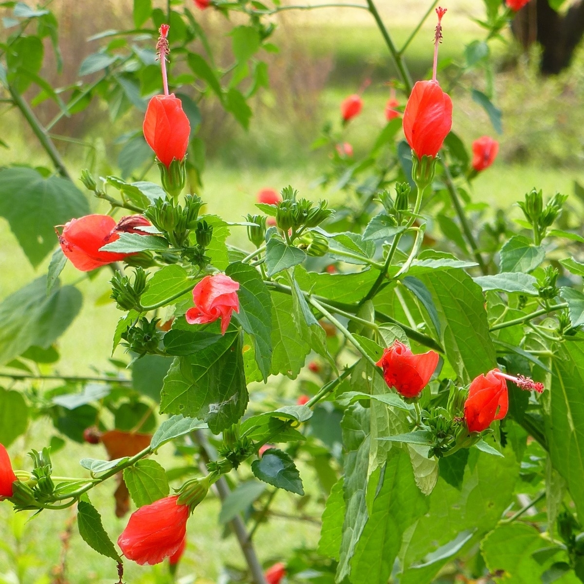 Big Momma Turk's Cap