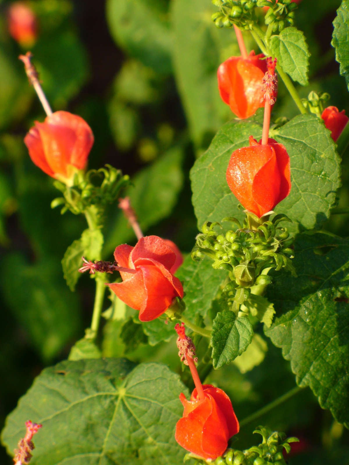 Red Turk's Cap, Turk's Turban, Malvaviscus, Ladies' Eardrops, Scotchman's Purse, Wild Fuchsia