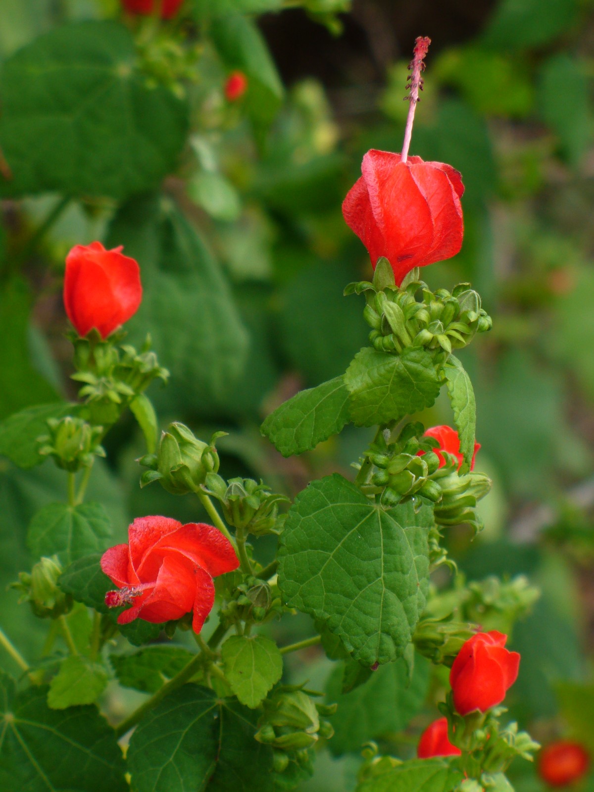 Red Turk's Cap, Turk's Turban, Malvaviscus, Ladies' Eardrops, Scotchman's Purse, Wild Fuchsia