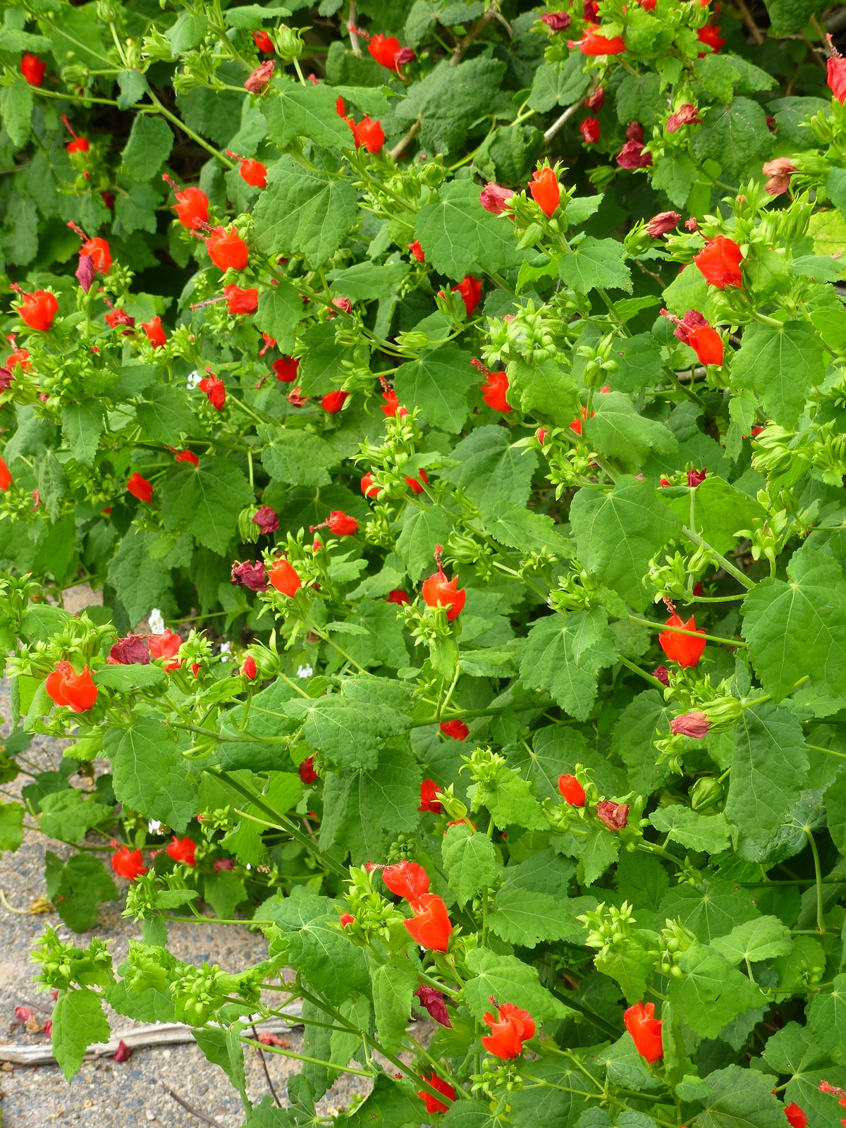 Red Turk's Cap, Turk's Turban, Malvaviscus, Ladies' Eardrops, Scotchman's Purse, Wild Fuchsia