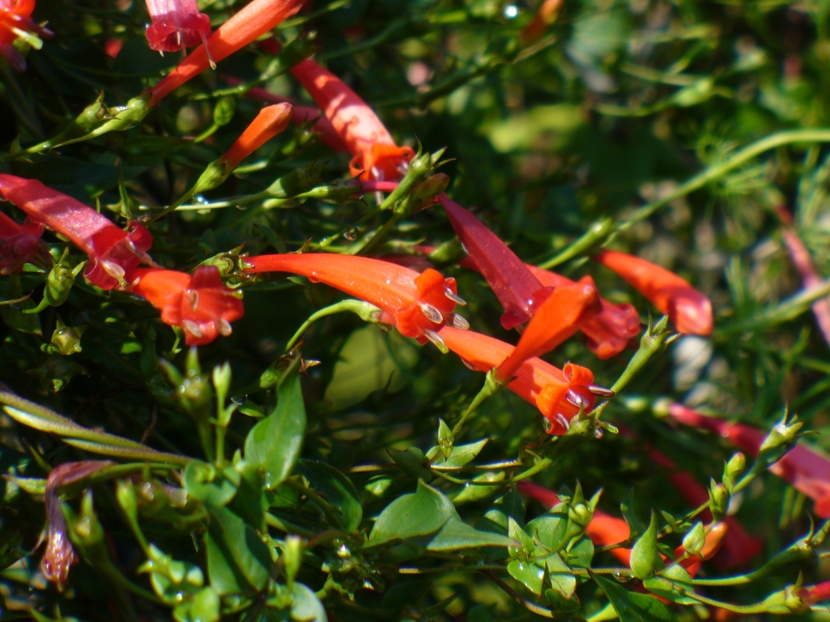 John Elsley Firecracker Vine