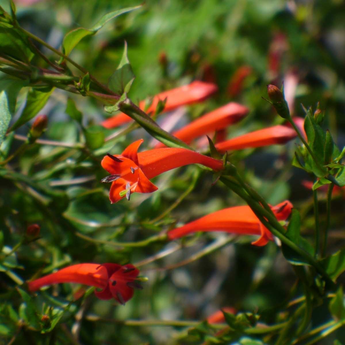 John Elsley Firecracker Vine
