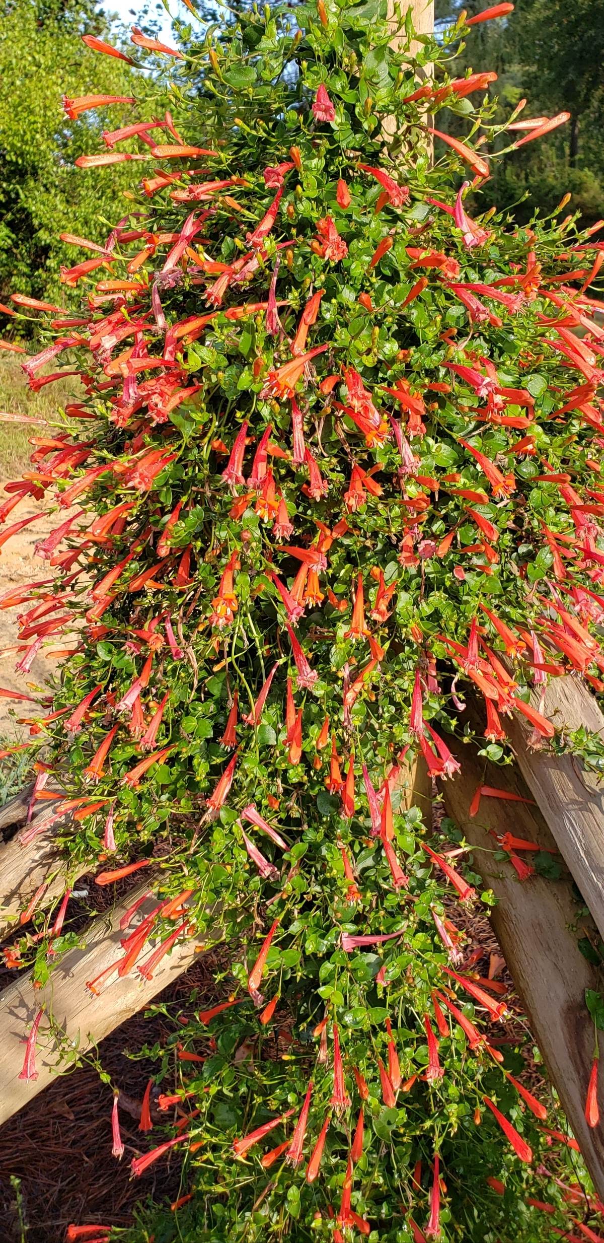 John Elsley Firecracker Vine