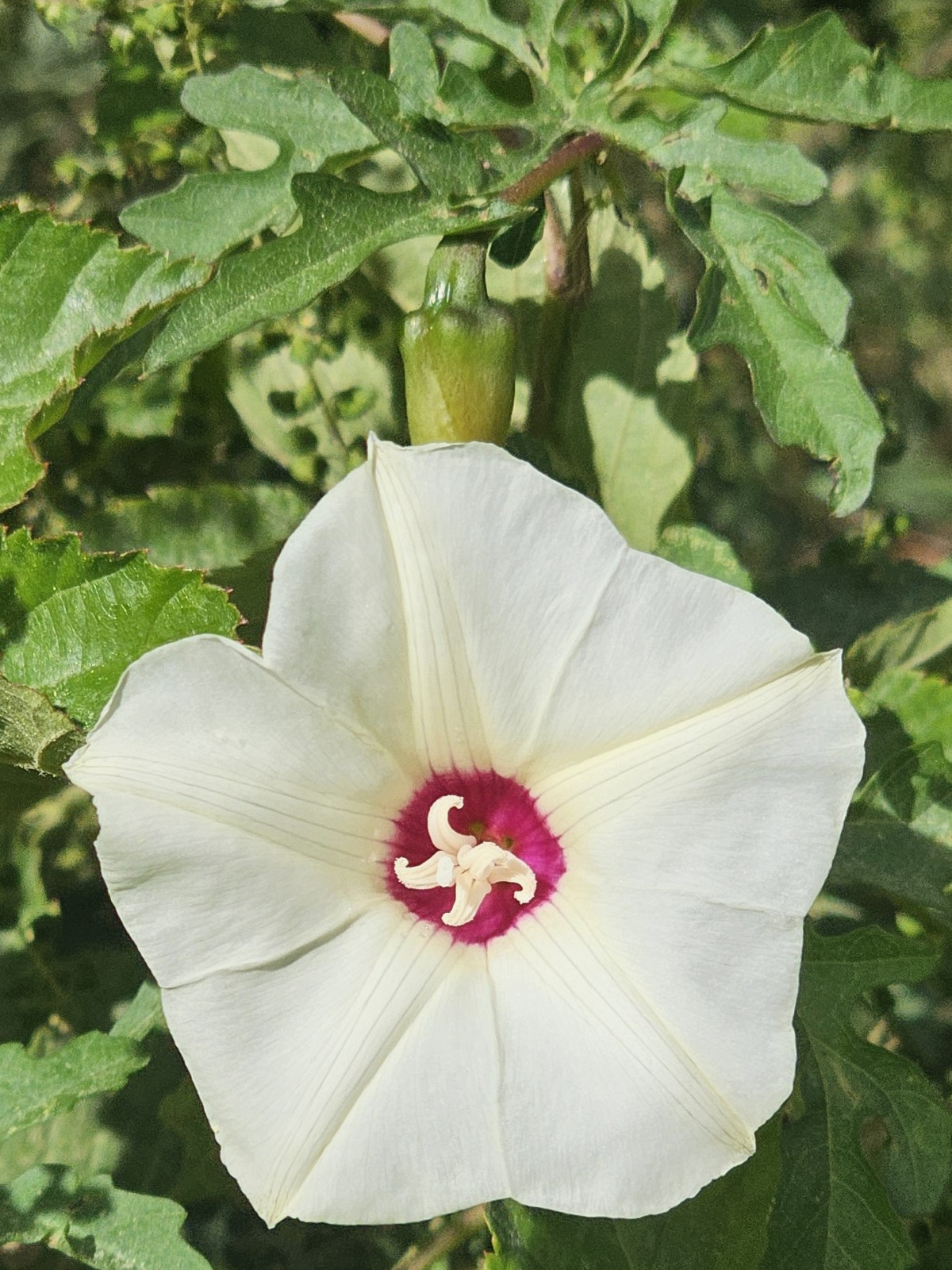 Alamo Vine, Noyau Vine, Correhuela De Las Doce, Cut-leaf Morning Glory