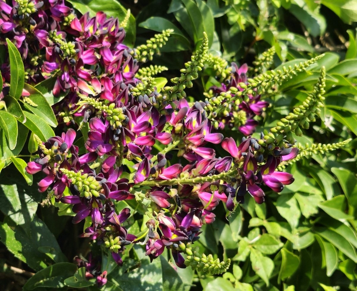Evergreen Wisteria, Summer Wisteria, Millettia reticulata, Millettia -  Fragrant Plants - Almost Eden