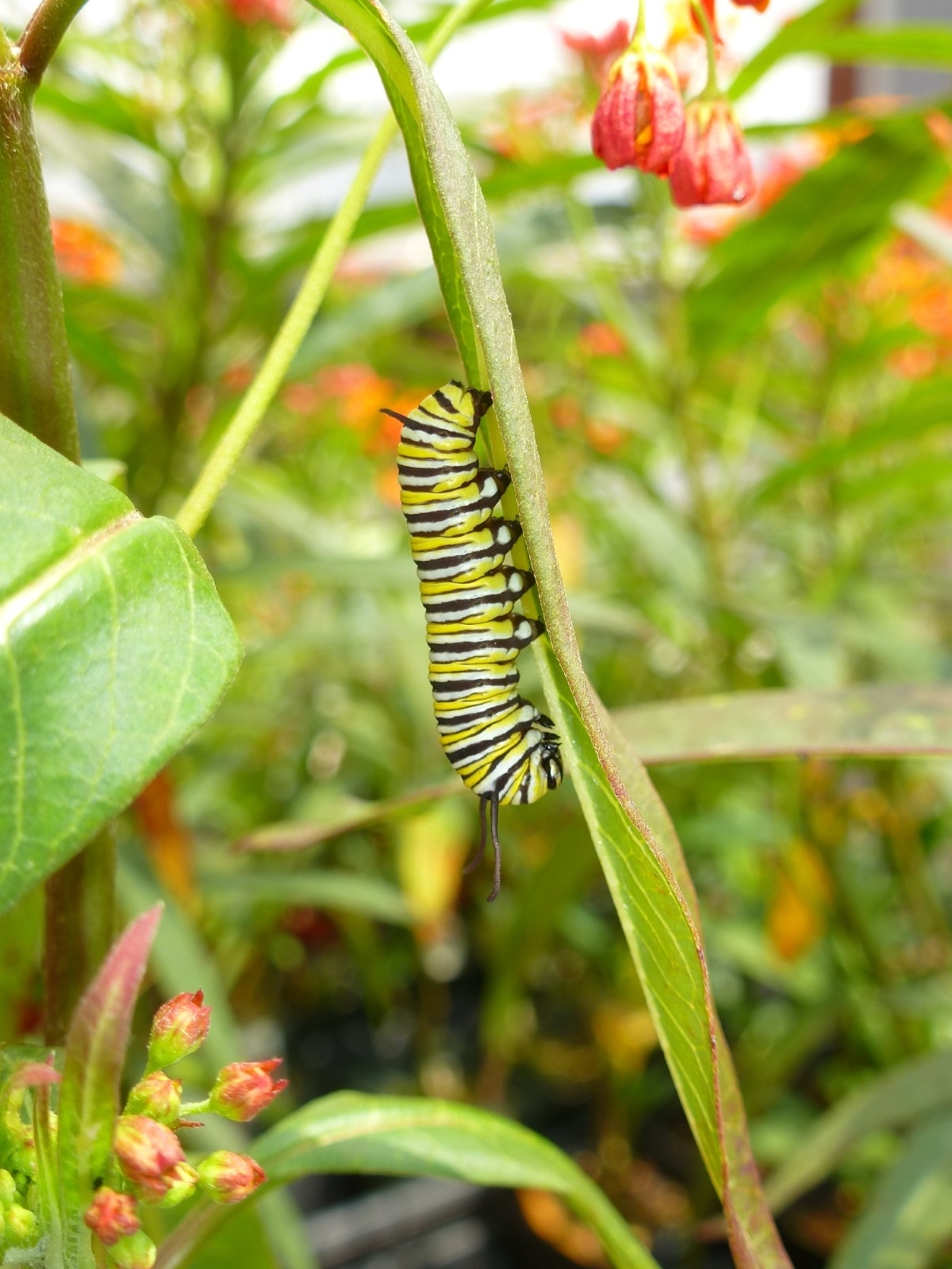 Mexican Butterfly Weed, Blood Flower, Indian Root, Swallow-wort
