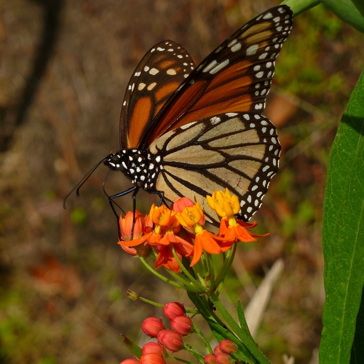 Mexican Butterfly Weed, Blood Flower, Indian Root, Swallow-wort