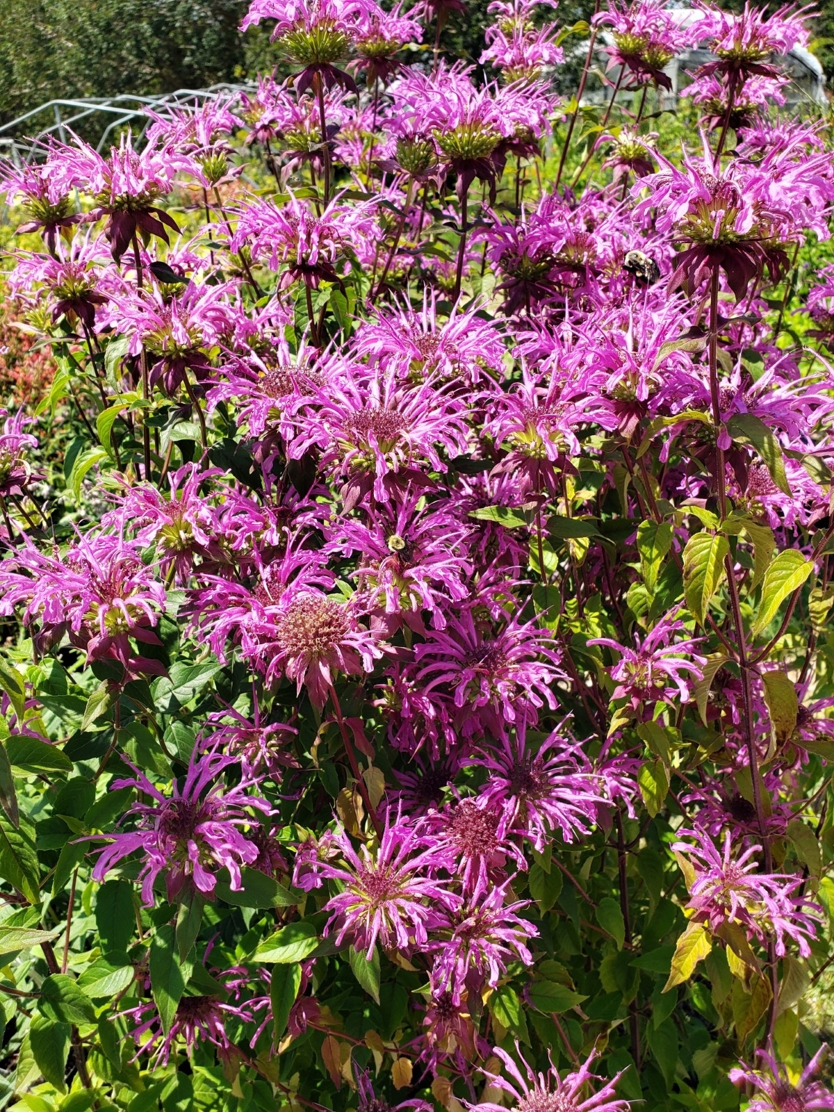 Peter's Purple Monarda, Beebalm Oswego Tea, Bergamot, Monarda