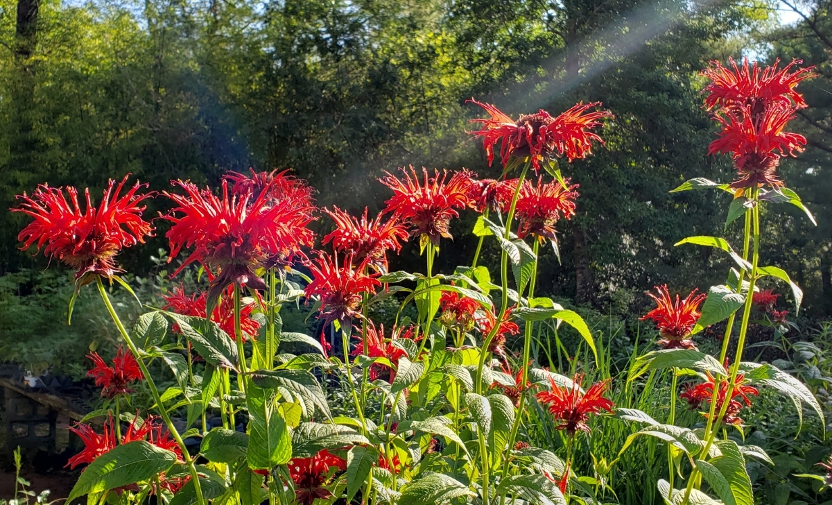 Jacob Cline Scarlet Bee Balm, Monarda, Oswego Tea, Bergamot