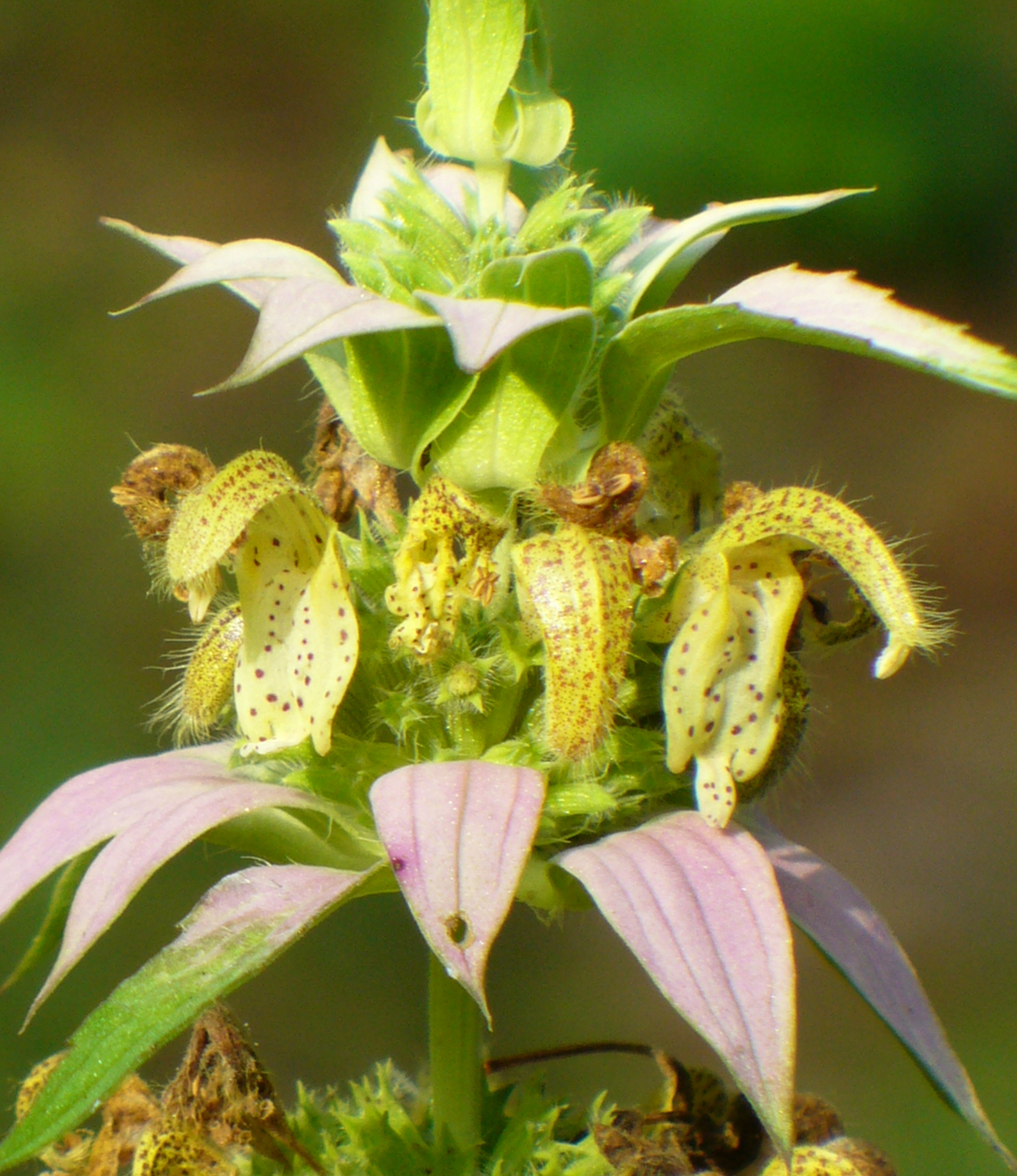 Spotted Horsemint, Spotted Beebalm, Dotted Beebalm, Dotted Mint, Horsemint