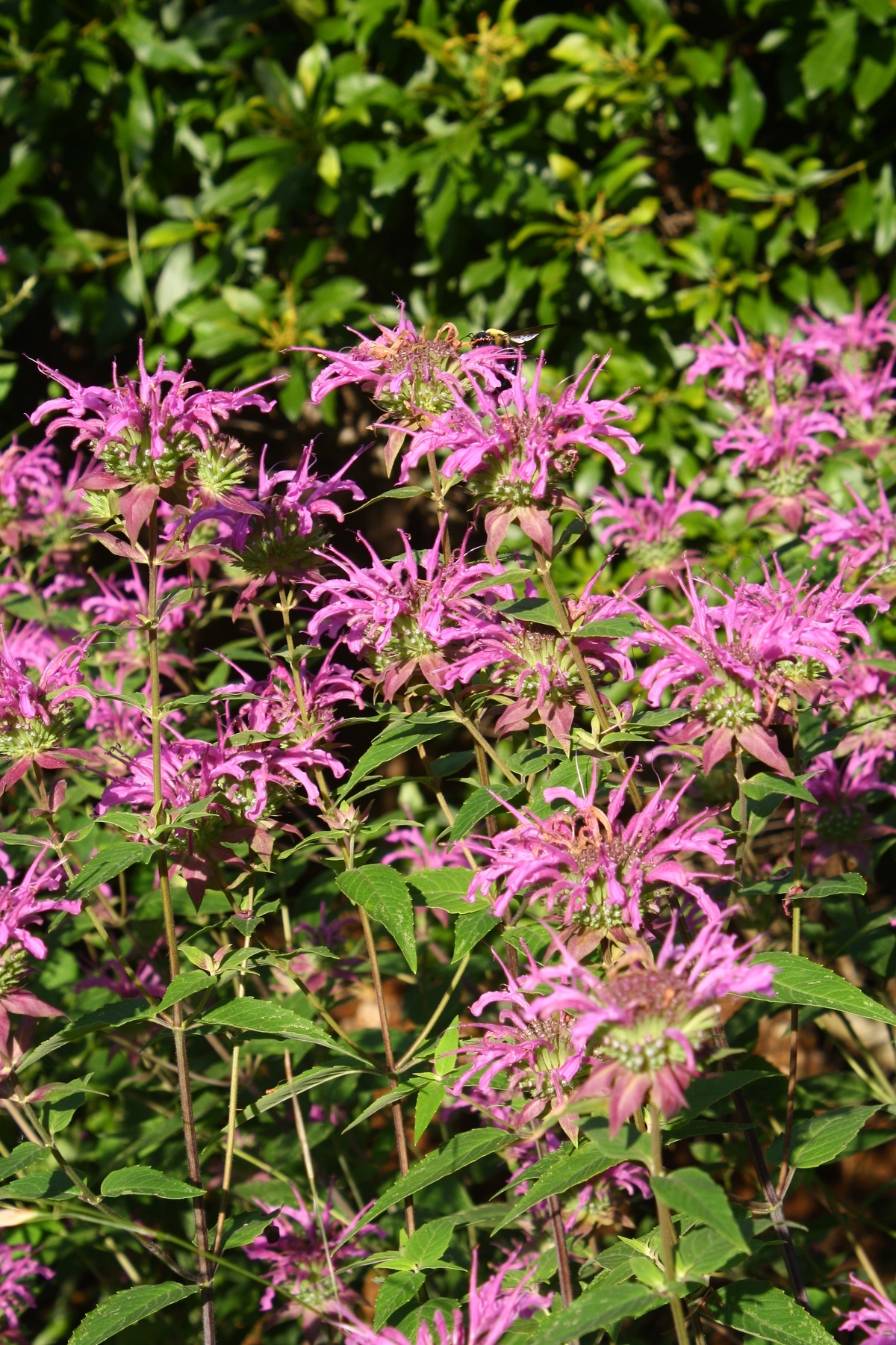 Peter's Purple Monarda, Beebalm Oswego Tea, Bergamot, Monarda