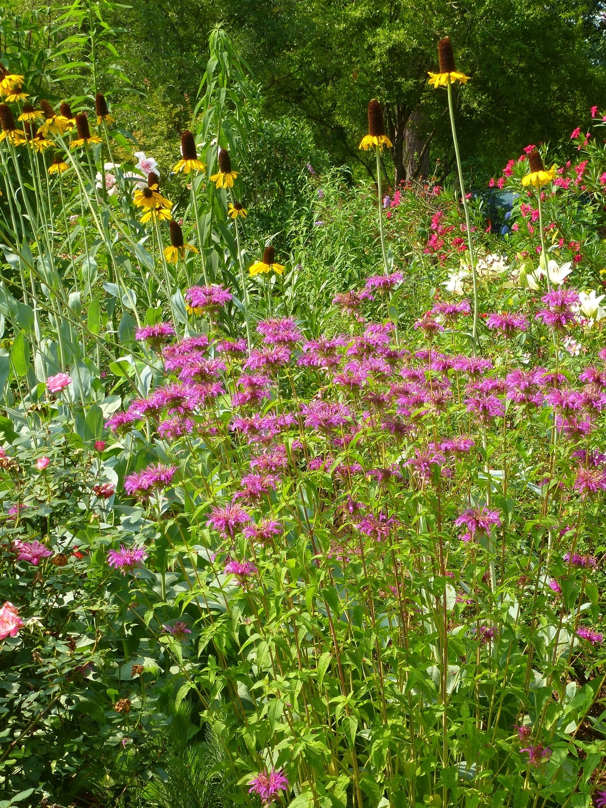 Peter's Purple Monarda, Beebalm Oswego Tea, Bergamot, Monarda