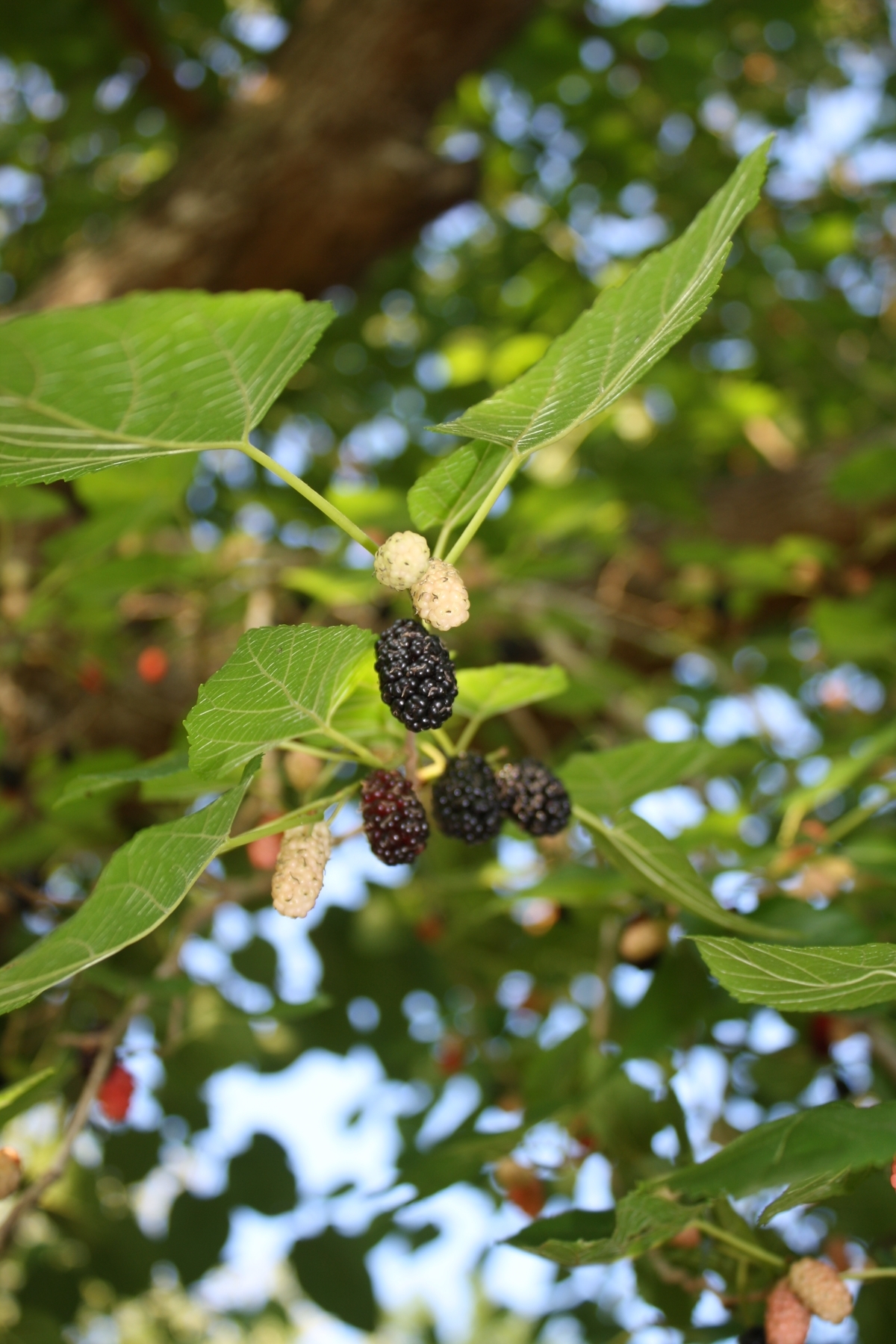 Illinois Everbearing Black Mulberry