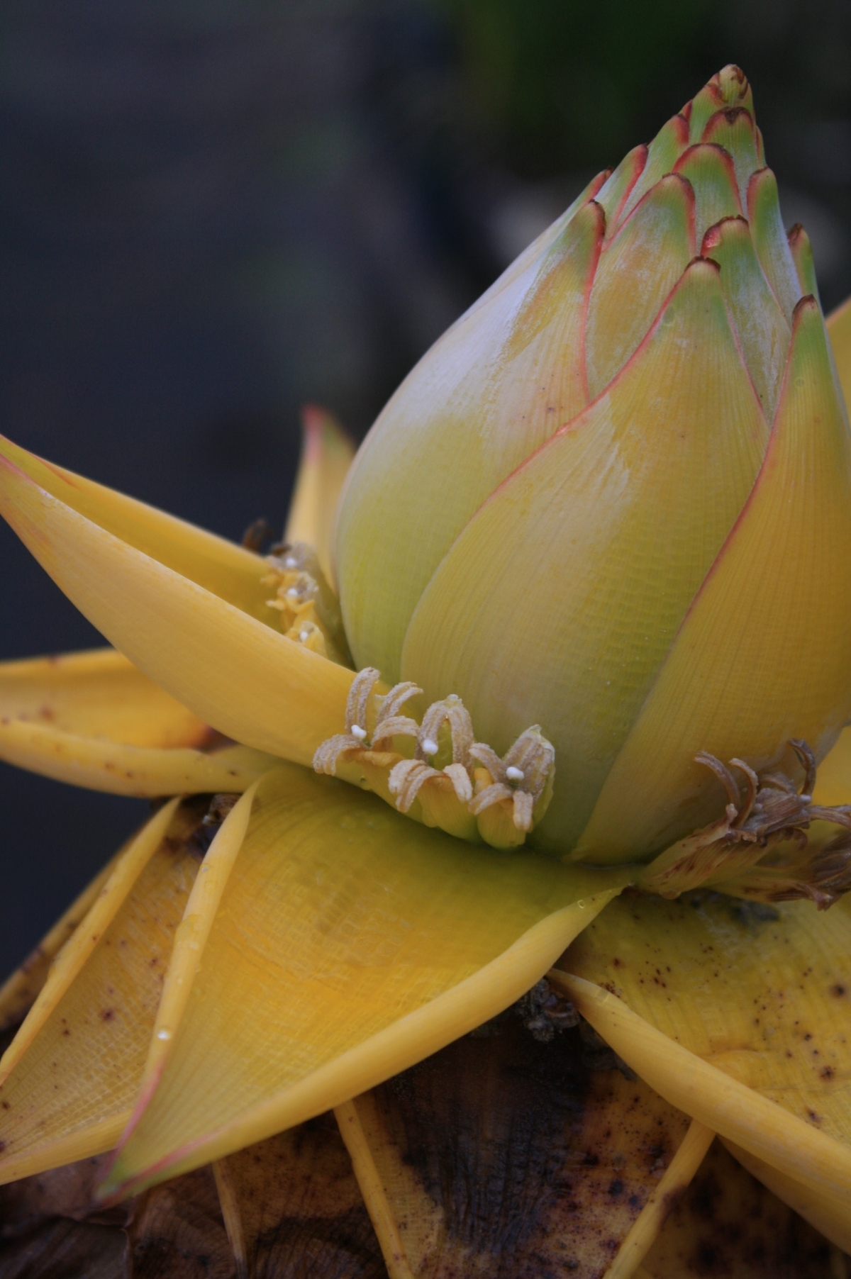 sansevieria starfish Sansevieria Dwarf Starfish | Dwarf Boncel Sansevieria Snake Plant | Care  Guide and Pro Tips - Delivery from Toronto across Canada