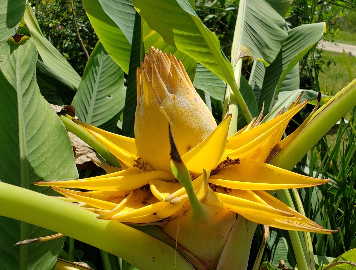 Golden Lotus Banana, Chinese Yellow Banana