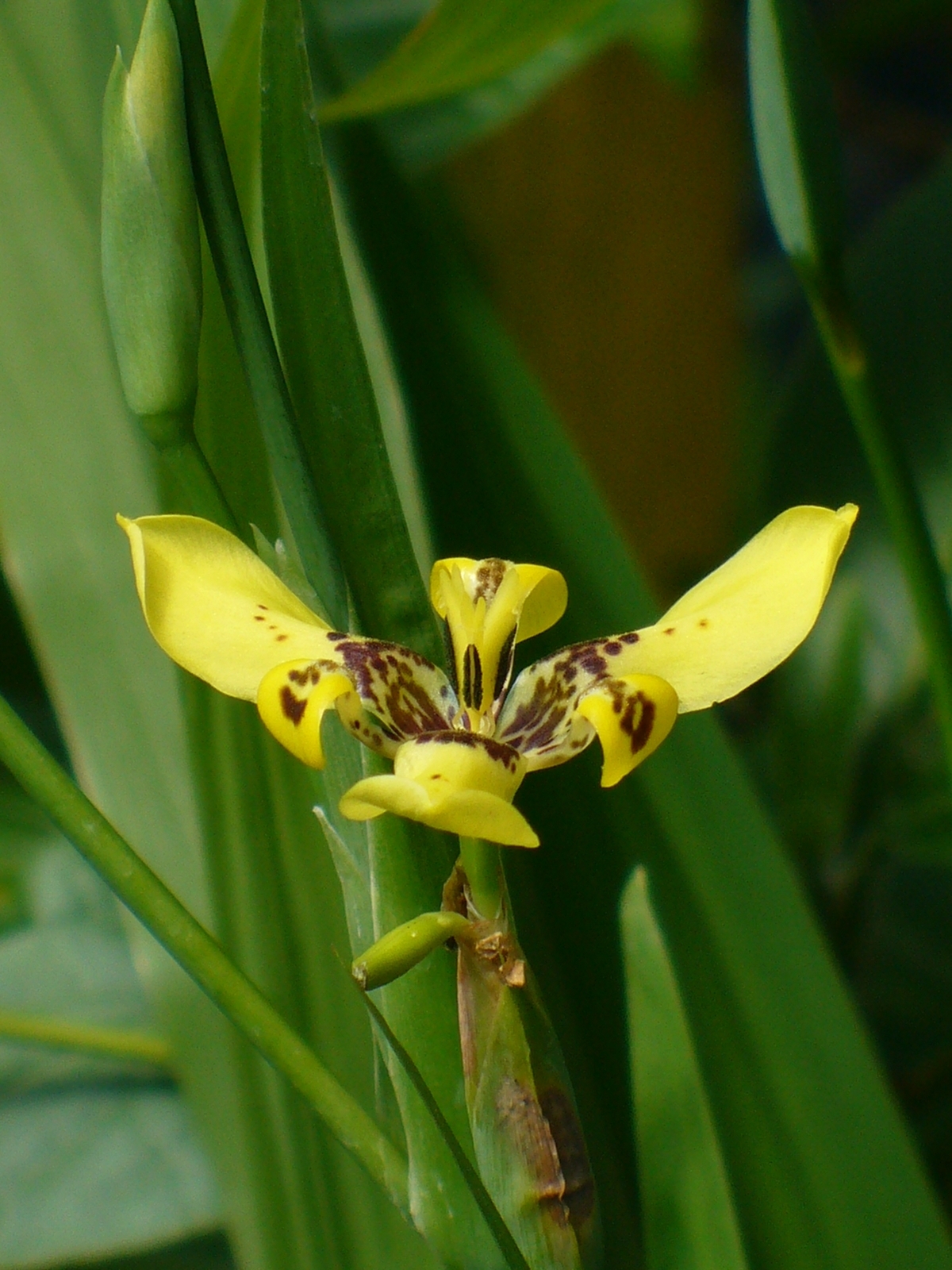 Yellow Walking Iris, Hand of God, Steyermark's Trimezia