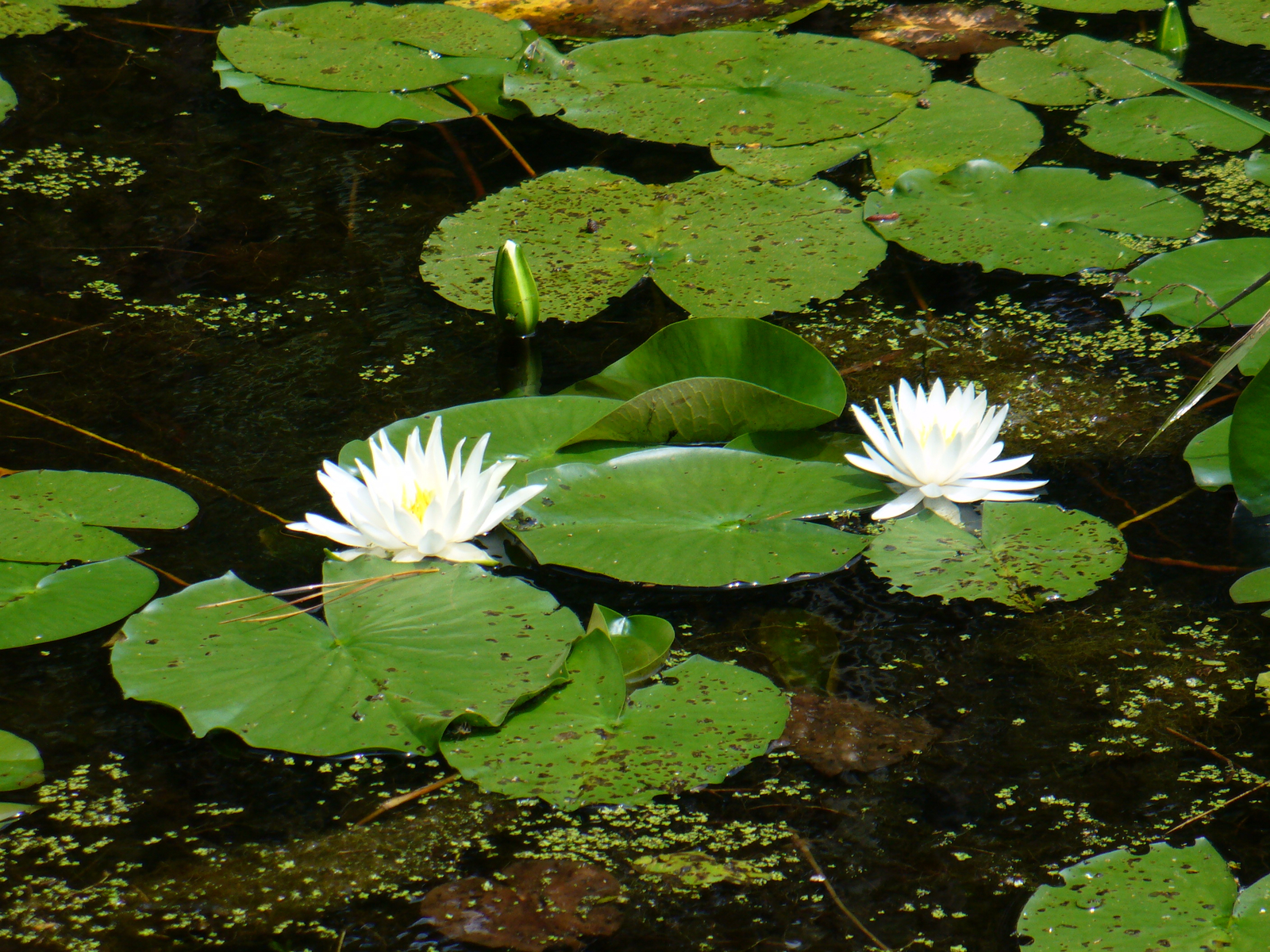 American White Waterlily, Fragrant White Waterlily, Beaver Root, Sweet Scented White Waterlily