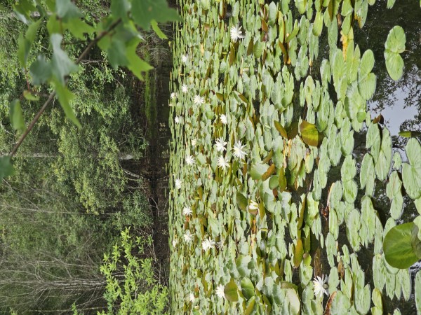 American White Waterlily, Fragrant White Waterlily, Beaver Root, Sweet Scented White Waterlily