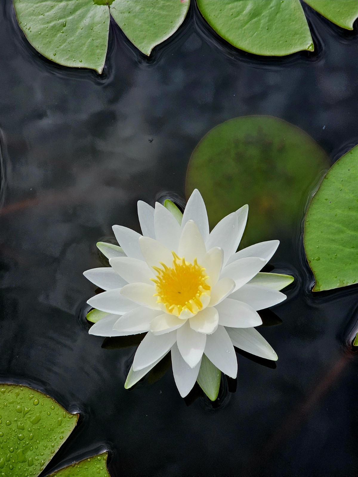 American White Waterlily, Fragrant White Waterlily, Beaver Root, Sweet Scented White Waterlily