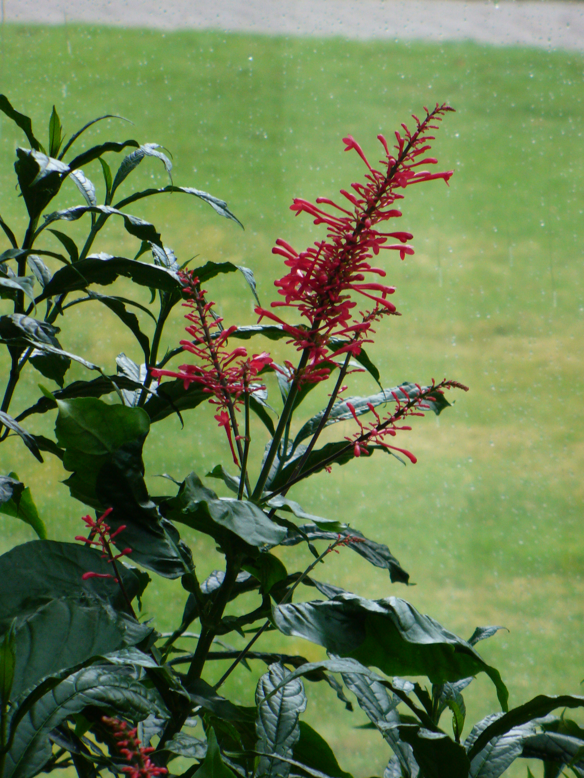 Firespike, Cardinal's Guard