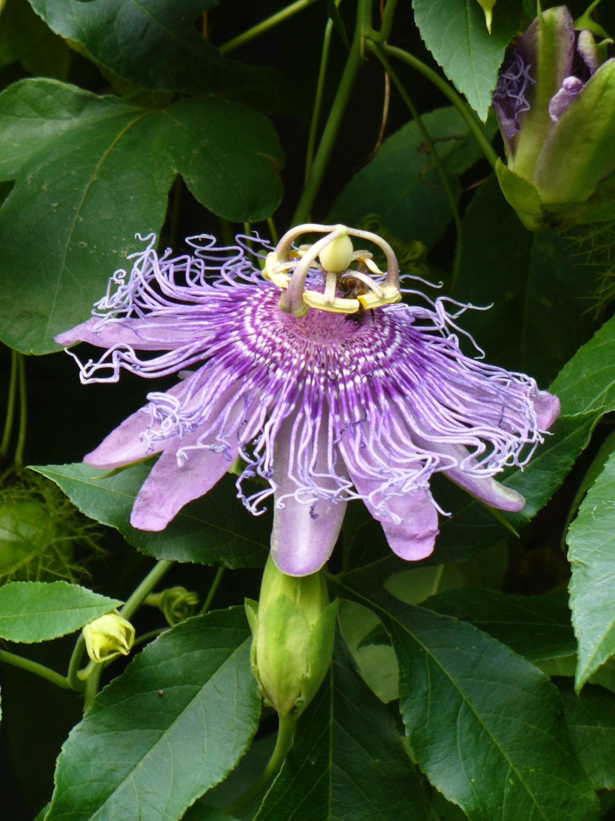 Incense Passionflower, Passionvine