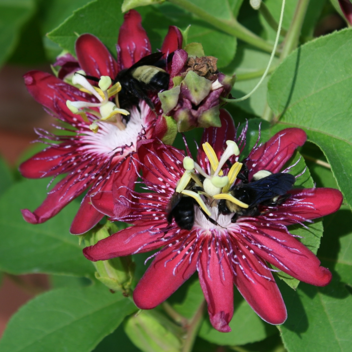 Lady Margaret Passion Flower, Passionvine