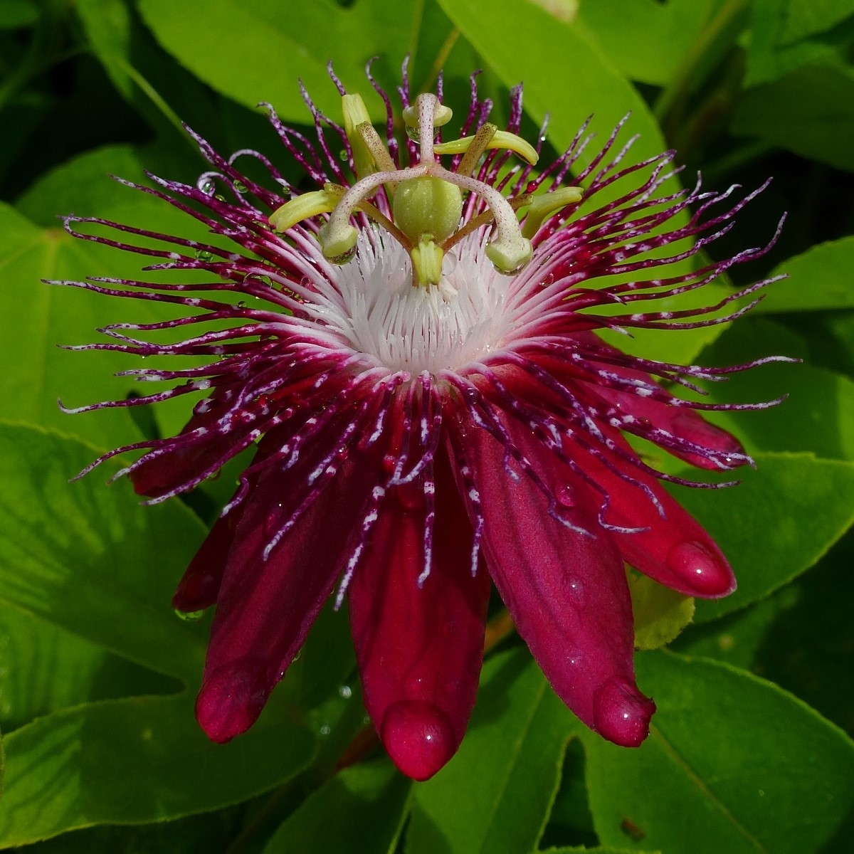 Lady Margaret Passion Flower, Passionvine