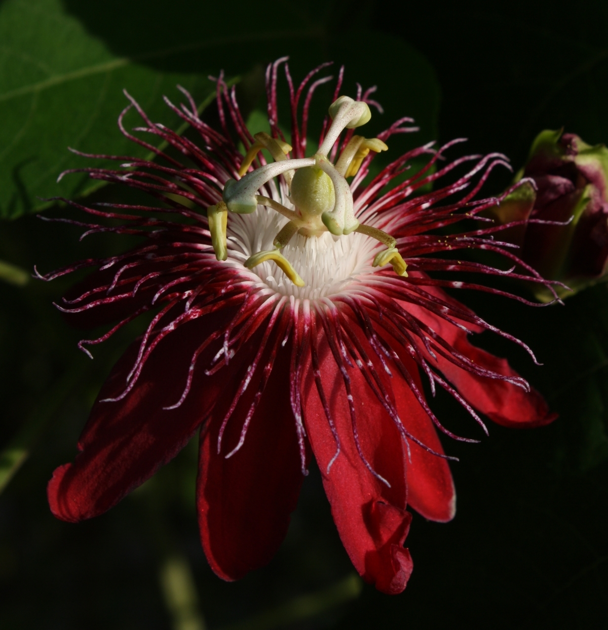 Lady Margaret Passion Flower, Passionvine