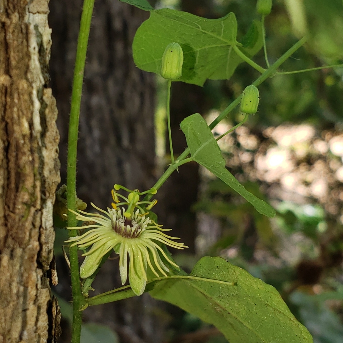 Native Yellow Passionflower, Passionvine
