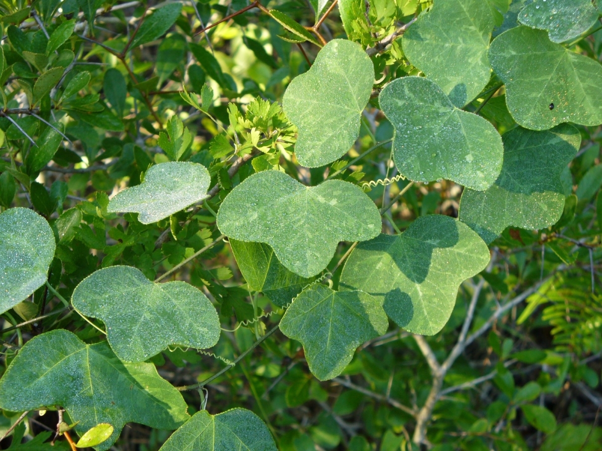 Native Yellow Passionflower, Passionvine