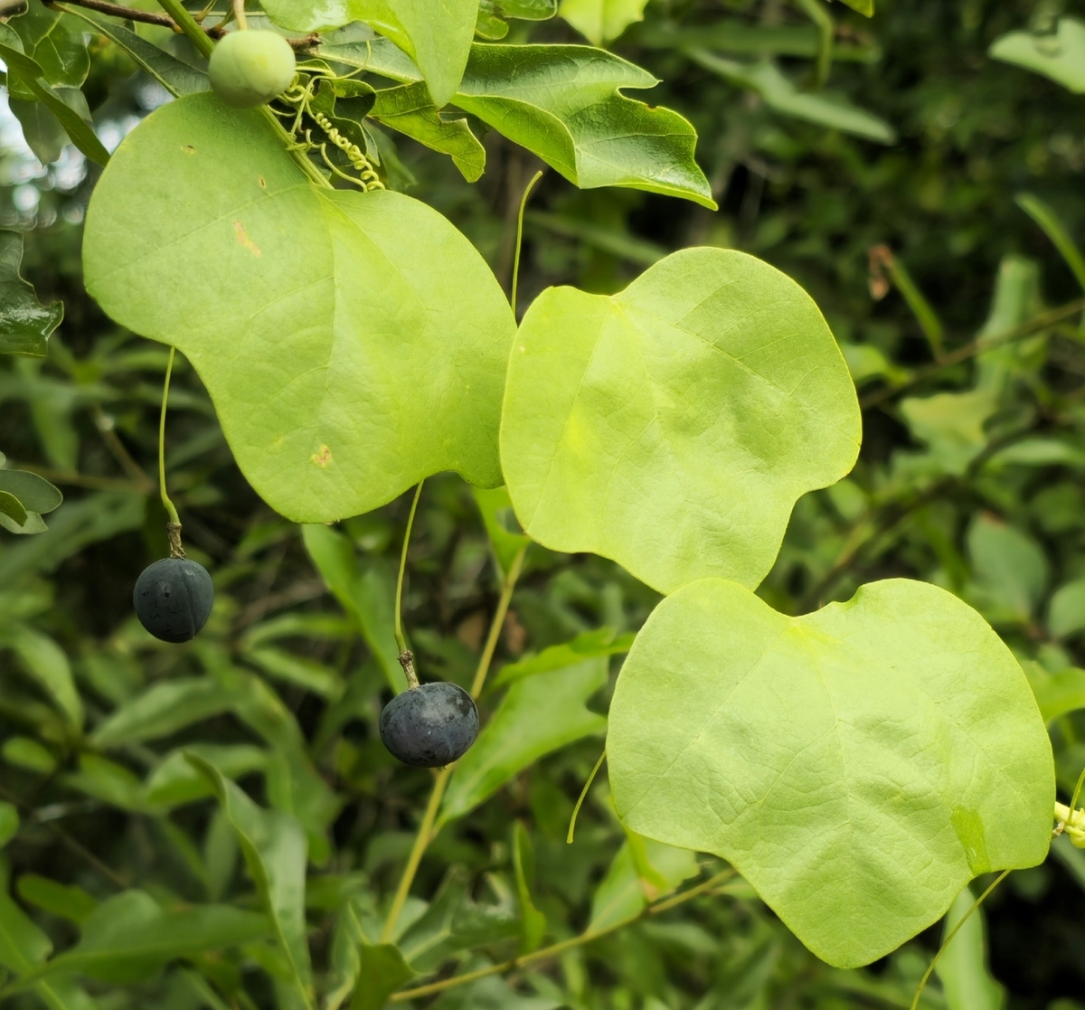 Native Yellow Passionflower, Passionvine